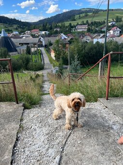 Cavapoo Max na krytie - 12
