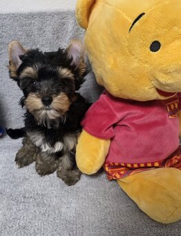 York, biewer,yorksirsky terier - 12