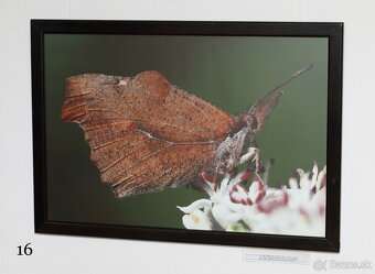 Fotografie motýľov, zarámované, 96 x66 (101 x 70) cm - 12
