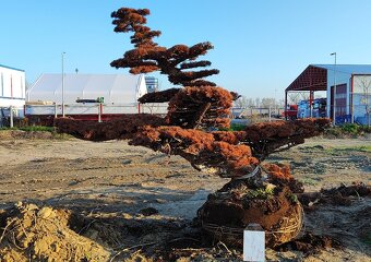 Suchý bonsai pre biophilic design - unikátny doplnok - 12