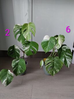 Monstera albo variegata - 12