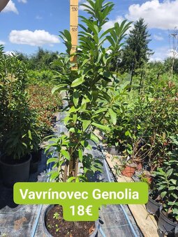 vavrínovec, červienka, živý plot - 12