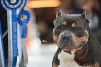 American Bully XL - Exkluzívne spojenie šampiónov - 12