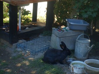 zajace z voľného výbehu a voliéry- ideálne na chov - 12