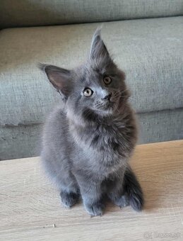 Mačiatka Maine Coon - 12