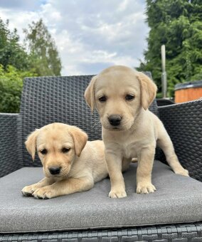 šteniatka labrador a (biely psík) - 12