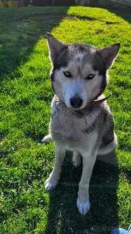 Šteniatka sibírsky husky - 12