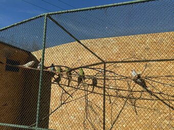 Alexandre malé , Papagáj spevavy - 12