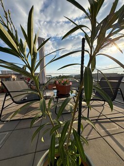 3-izbový byt s veľkou terasou a západmi slnka - 12