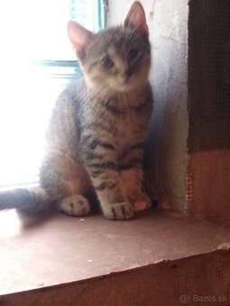 Mačka - 12