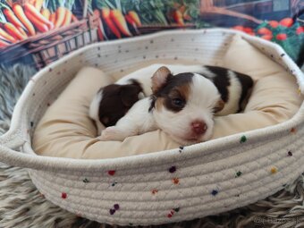 Biewer,Choco Yorkshire terrier - 12