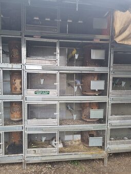 Hlinikové voliéry,klietky pre papagáje - 12