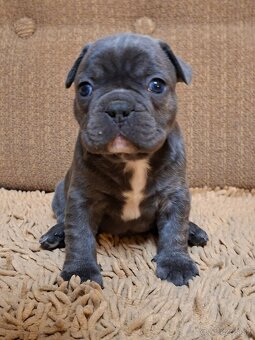 Francúzsky buldoček modrý - 12