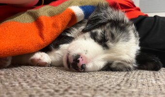 Border kólia - blue merle - 12