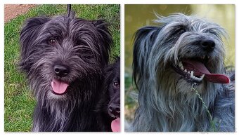 Pyrenejský ovčák - štěňátka s PP - 12