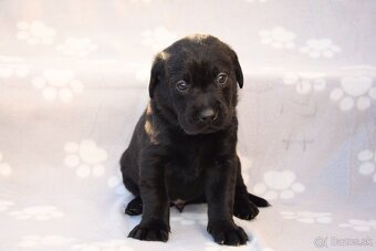 Labrador Retriever Anglická pracovná linia - 12