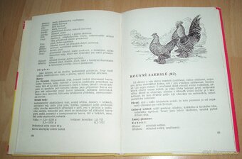 Plemená drubeže - 12