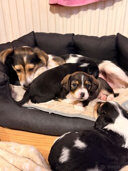 DARUJEM ŠTENIATKA - 12