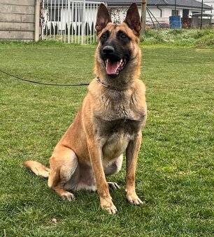 šteniatka kríženec nemecko-belgický ovčiak (cross) - 12