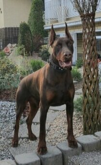DOBERMAN ŠTENIATKA  S FCI P.P. - 12