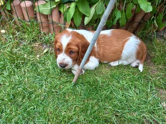 Welsh springerspaniel - 12