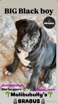 American bully xl/xxl s PP - 12