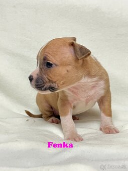 Americky Stafordšírský Terier šteniatka - 12