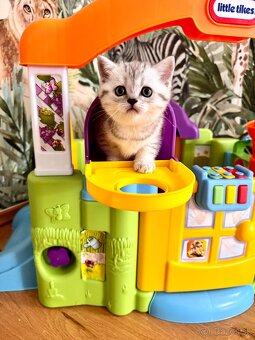 Skotska klapoucha macka, scottish straight s PP - 12