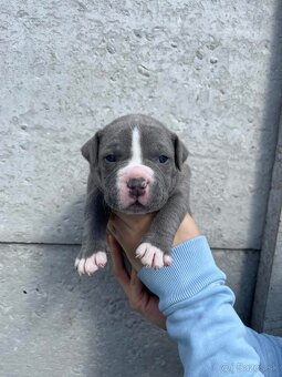 American Bully - 12