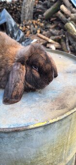 Francúzsky baran - 12