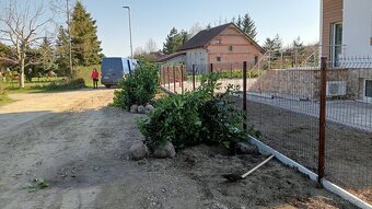Tuja Smaragd, vavrínovec, červienka - Poprad - 12