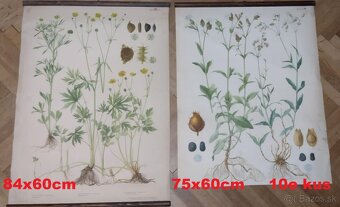 staré školské tabule/plagáty raslín-stromov-zvierat - 12