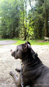Darujem -BLUE NOSE PITBULL - 12