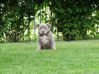 AMERICAN BULLY - 12