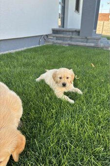 Zlatý retriever - 12