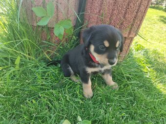 Labrador čierny šteniatko - labradorský retríver - 12