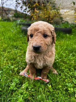 Goldendoodle šteniatka F2 - 12