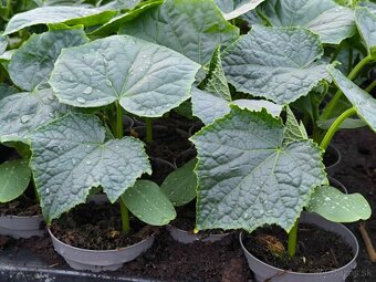 Planty - 12