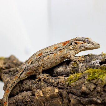 GeckoSVK - Pagekón riasnatý (ciliatus), hrbolkohlavý - 12