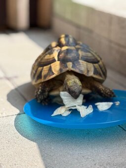 Stráženie psíkov - 12