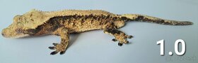 Rhacodactylus ciliatus- Pagekon Riasnaty TRENCIN - 12