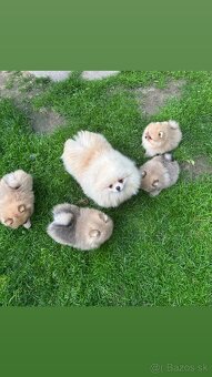 Pomeranian s pp FCI - 12