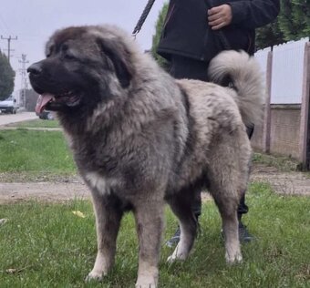 Šteniatko Kaukaz - 12