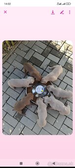 American Bully - 12