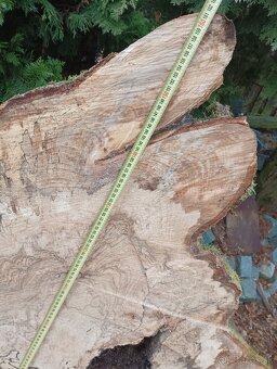 Obrovské bukové a hrabové koláče-fošne na stoly - 12