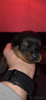 Rottweiler s PP  Rotvajler s PP Štenata rotvajlera s PP Šten - 12