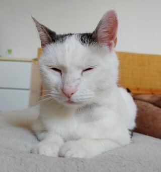 stelesnenie pokoja - 12