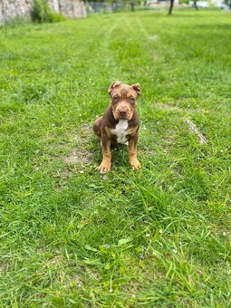 American bully XL - 12