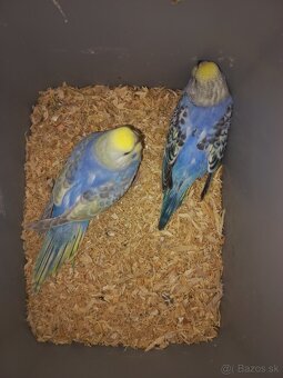 Andulka - Papagájec vlnkovaný - 12