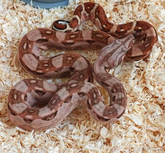 Boa constrictor - Veľhad kráľovský - KOMPLETNÁ ZBIERKA - 12